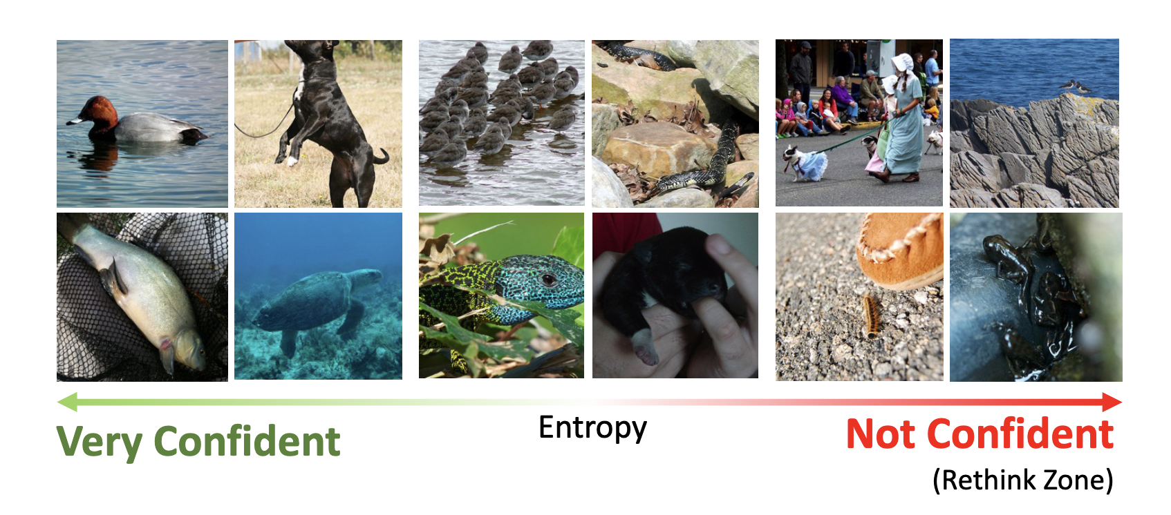 Visualization of images sorted by first-round entropy from very confident to not confident